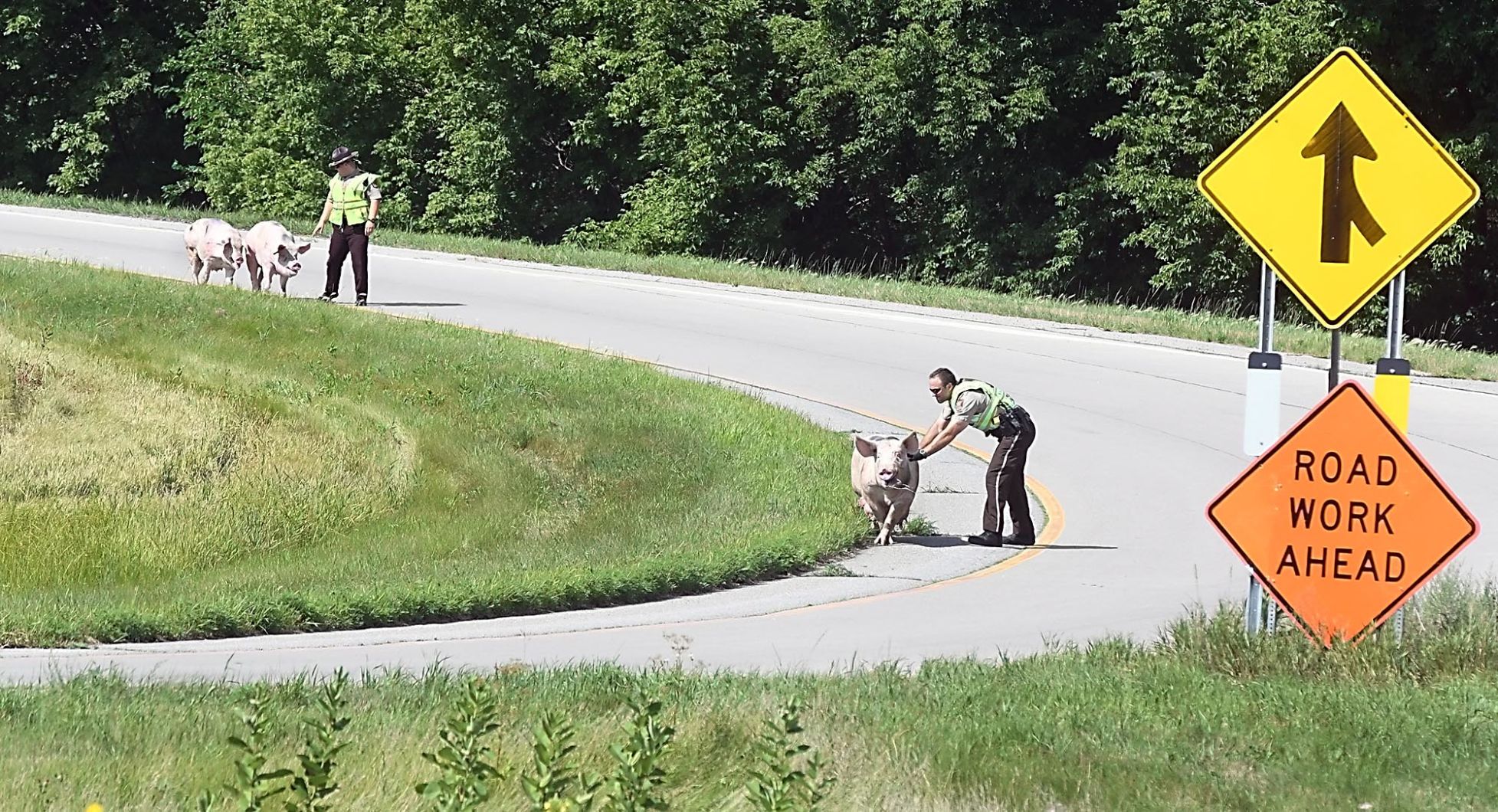 Pigs on Highway 169 2